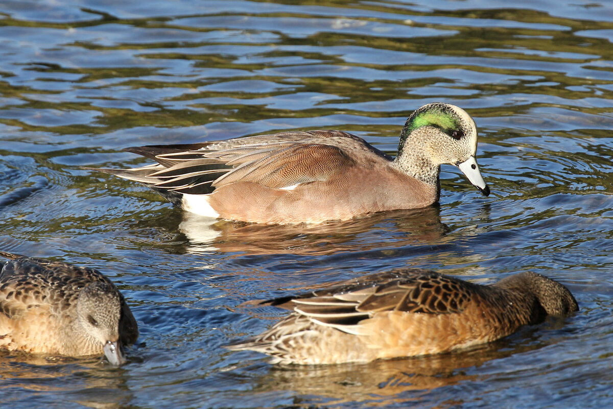 Photograph titled 'American Wigeon'