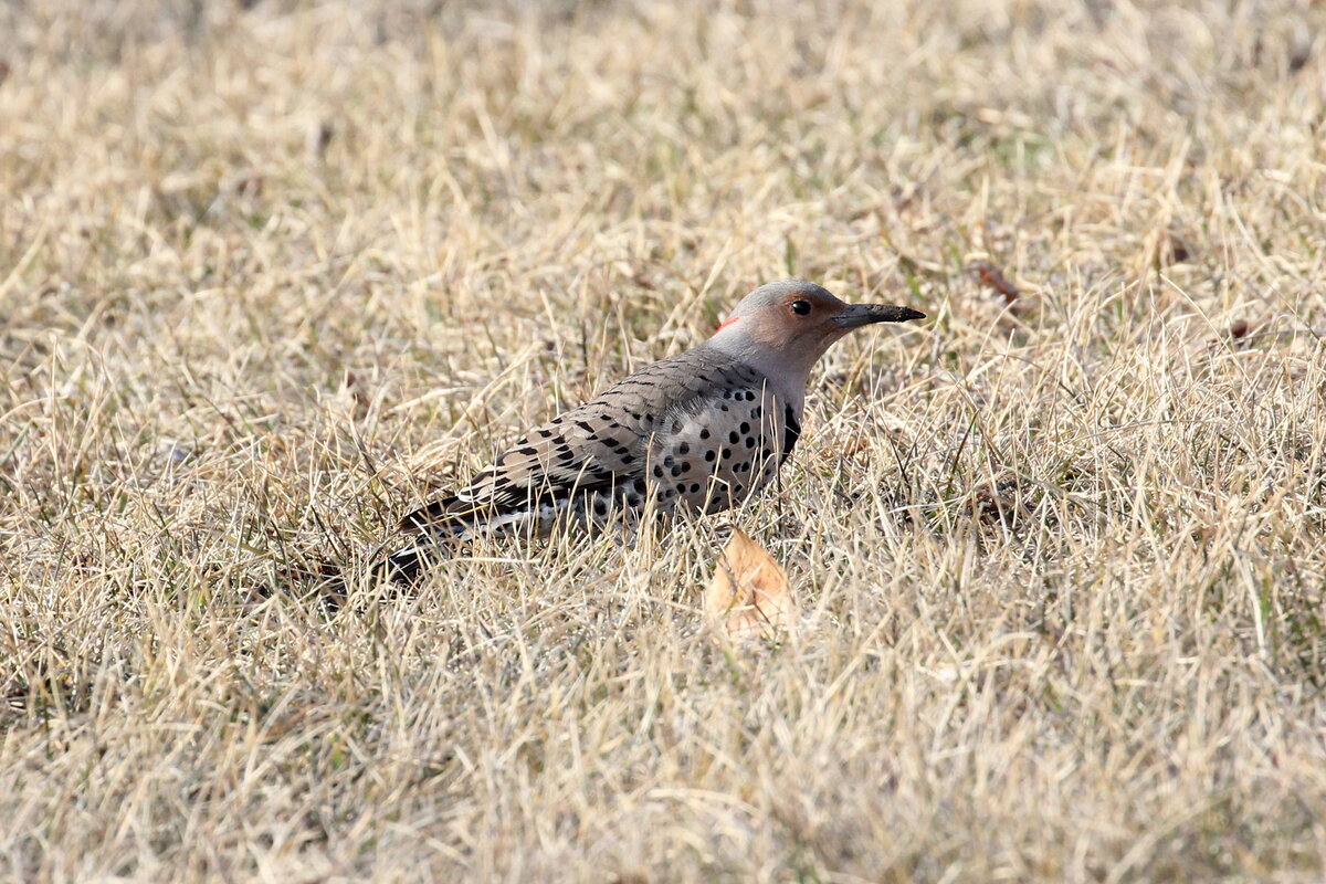 Photograph titled 'Northern Flicker'
