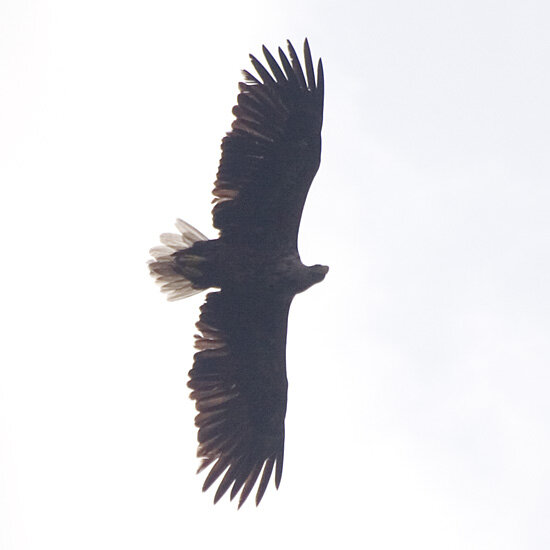 Photograph titled 'White-tailed Eagle'