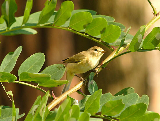 Photograph titled 'Common Chiffchaff'