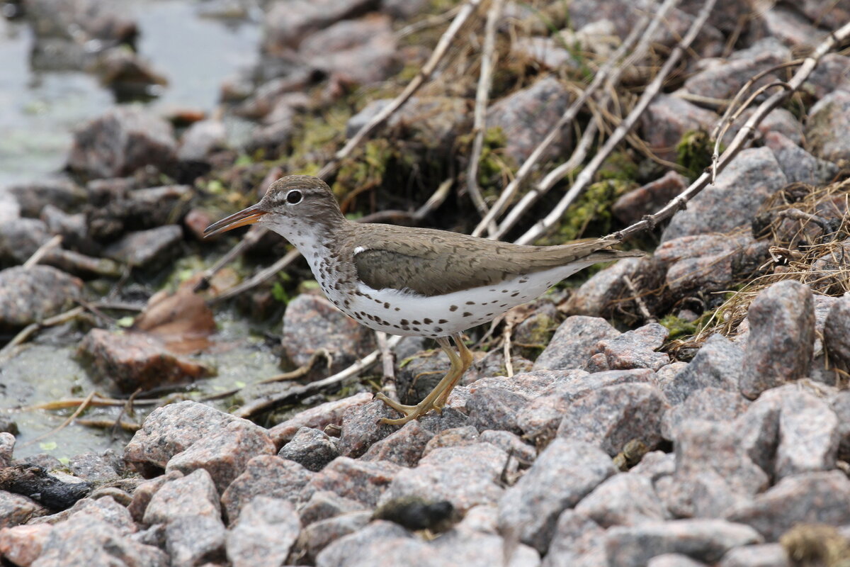 Photograph titled 'Spotted Sandpiper'