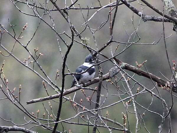 Photograph titled 'Belted Kingfisher'