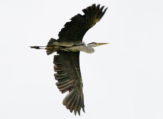 Photograph titled 'Gray Heron'