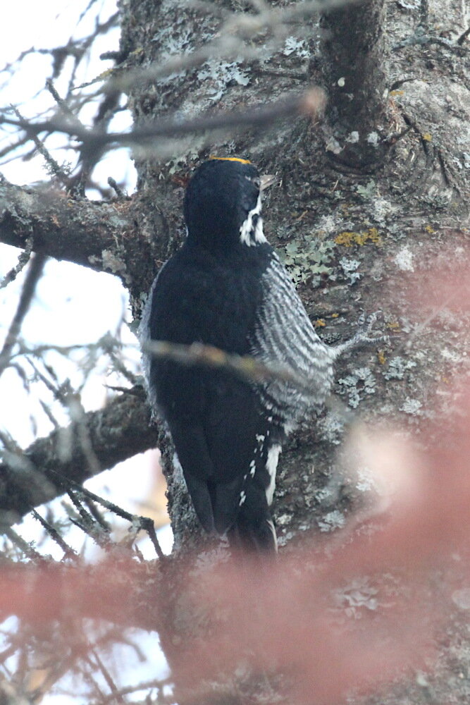 Фотографія 'Black-backed Woodpecker'